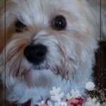 Ersteller:in Sylvia Profilbild