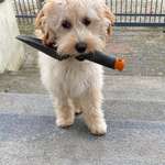 Ersteller:in Lisa-Lorena Profilbild