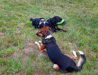 Hundeauslaufgebiet-Streuobstwiese-Bild