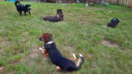 Hundeauslaufgebiet-Streuobstwiese-Bild