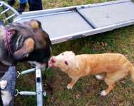 Hundeauslaufgebiet-Streuobstwiese-Bild