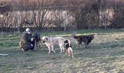 Hundeauslaufgebiet-Streuobstwiese-Bild