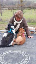 Hundeauslaufgebiet-Streuobstwiese-Bild