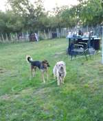 Hundeauslaufgebiet-Streuobstwiese-Bild