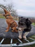 Hundeauslaufgebiet-Streuobstwiese-Bild