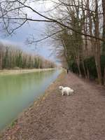 Hundeauslaufgebiet-Mittlerer Isarkanal-Bild