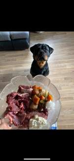 Fotochallenge 31 - Das perfekte Hundedinner-Beitrag-Bild