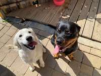 Bester Freund, Hundekumpel - zeigt her!-Beitrag-Bild