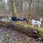 Hundeauslaufgebiet-Im Grund-Bild