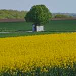 Hundeauslaufgebiet-Oberdürrbach Richtung Rotkreuzhof-Bild