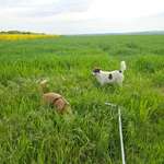 Hundeauslaufgebiet-Oberdürrbach Richtung Rotkreuzhof-Bild