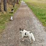 Hundeauslaufgebiet-Im Grund-Bild