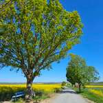 Hundeauslaufgebiet-Oberdürrbach Richtung Rotkreuzhof-Bild