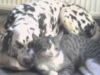 Unsere Fellnasen im Regenbogenland-Beitrag-Bild