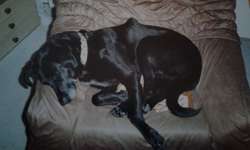 Unsere Fellnasen im Regenbogenland-Beitrag-Bild