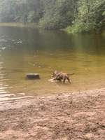 Hundeauslaufgebiet-Sandersfeld-Bild