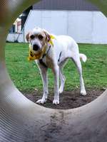 Hundeauslaufgebiet-Am Burgwall-Bild