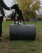 Hundeauslaufgebiet-Am Burgwall-Bild