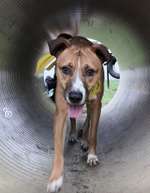 Hundeauslaufgebiet-Am Burgwall-Bild