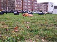 Hundeauslaufgebiet-Am Burgwall-Bild