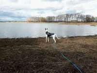 Hundeauslaufgebiet-Stausee Friemar-Bild