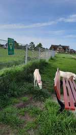 Hundeauslaufgebiet-Friedrichskoog-Spitze-Bild