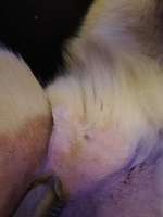 Schwellung nach kastration-Beitrag-Bild