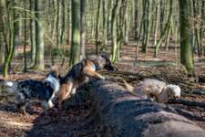 Hundeauslaufgebiet-Auslauf im Riesebusch-Bild