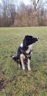 Hundeauslaufgebiet-Waldspielwiese-Bild