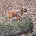 Hundeauslaufgebiet-Forst Jungfernheide-Bild
