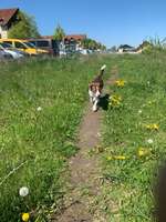 Hundeauslaufgebiet-Neumarkt-Bild