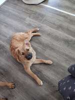 Suchmeldung-Penelope-Bild