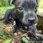 Ersteller:in Boris & Profilbild