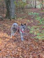 Hundeauslaufgebiet-Briesetal-Bild