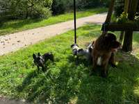 Hundeauslaufgebiet-Schönbusch-Bild