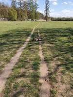 Hundeauslaufgebiet-An der Schlossmauer-Bild