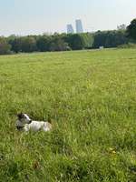 Hundeauslaufgebiet-Grenzgebiet-Bild
