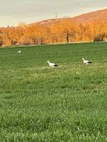 Hundeauslaufgebiet-Grenzgebiet-Bild