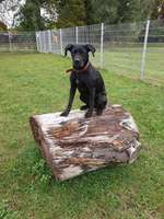 Hundeauslaufgebiet-Treffpunkt Hundespielplatz-Bild