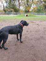 Hundeauslaufgebiet-Treffpunkt Hundespielplatz-Bild