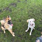 Hundeauslaufgebiet-Fasanenweg-Bild