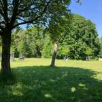 Hundeauslaufgebiet-Senftenberg-Bild