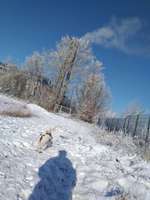 Hundeauslaufgebiet-Freizeitpark Marienfelde-Bild