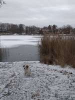Hundeauslaufgebiet-Obersee-Bild