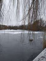 Hundeauslaufgebiet-Obersee-Bild