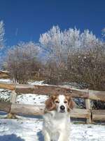 Hundeauslaufgebiet-Freizeitpark Marienfelde-Bild