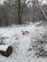 Hundeauslaufgebiet-Königsheide-Bild