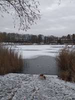 Hundeauslaufgebiet-Orankesee-Bild