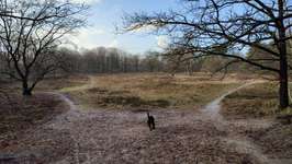 Hundeauslaufgebiet-Farger Heide-Bild