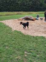 Hundeauslaufgebiet-Hundefreilauf Borken-Bild